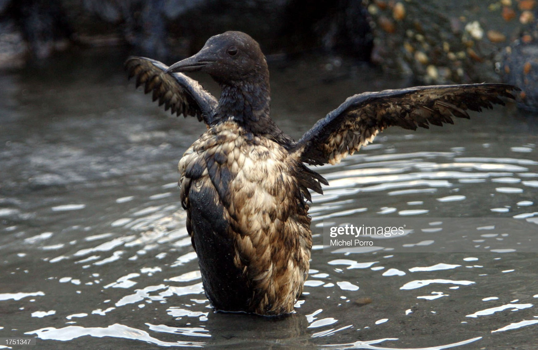 Oil Bird